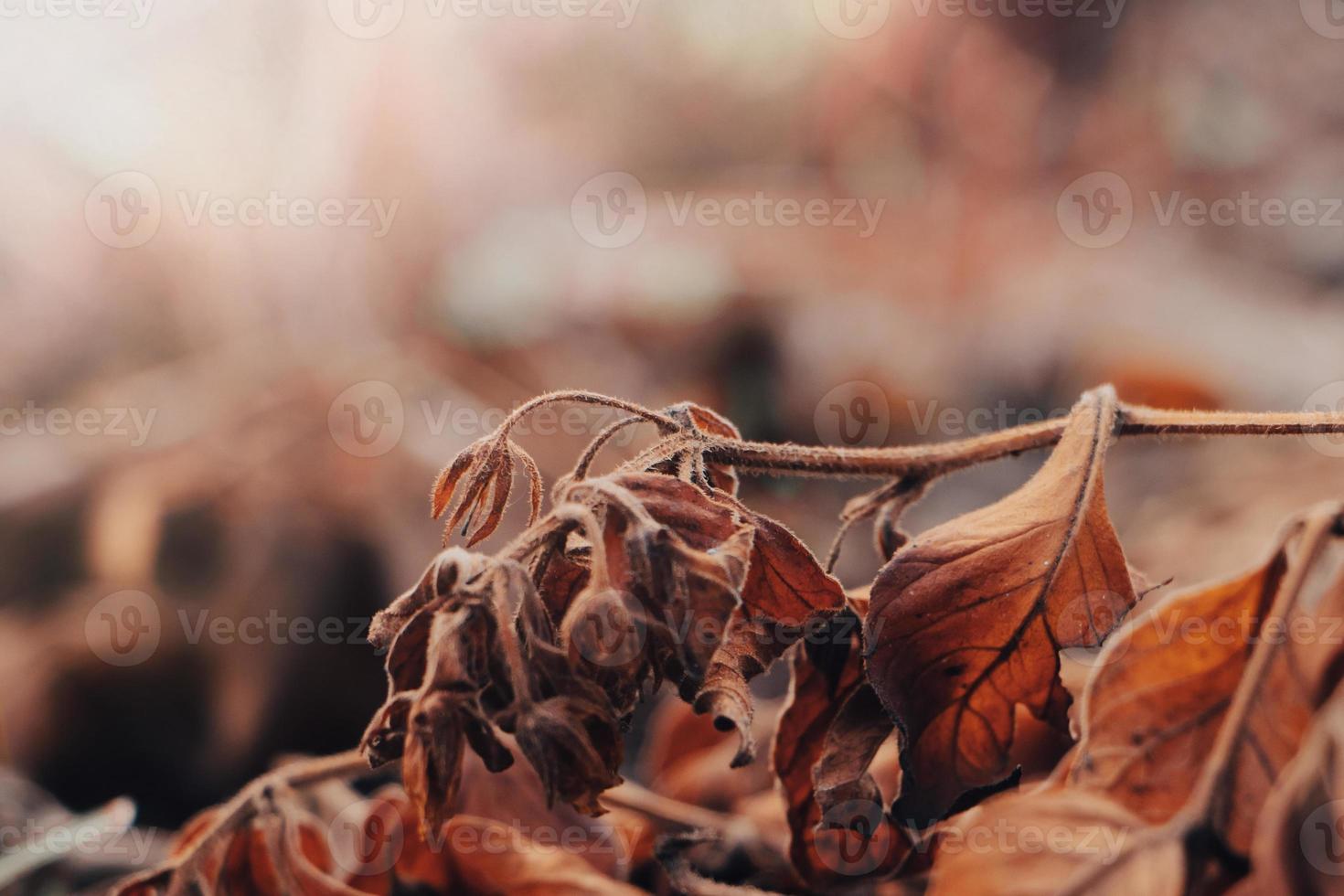 fond de feuilles d'automne. premières gelées. feuilles sèches dans le givre tôt le matin. affiche pour l'intérieur. photo