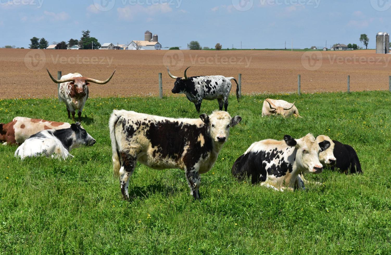 vaches tachetées mignonnes dans un champ un jour de printemps photo