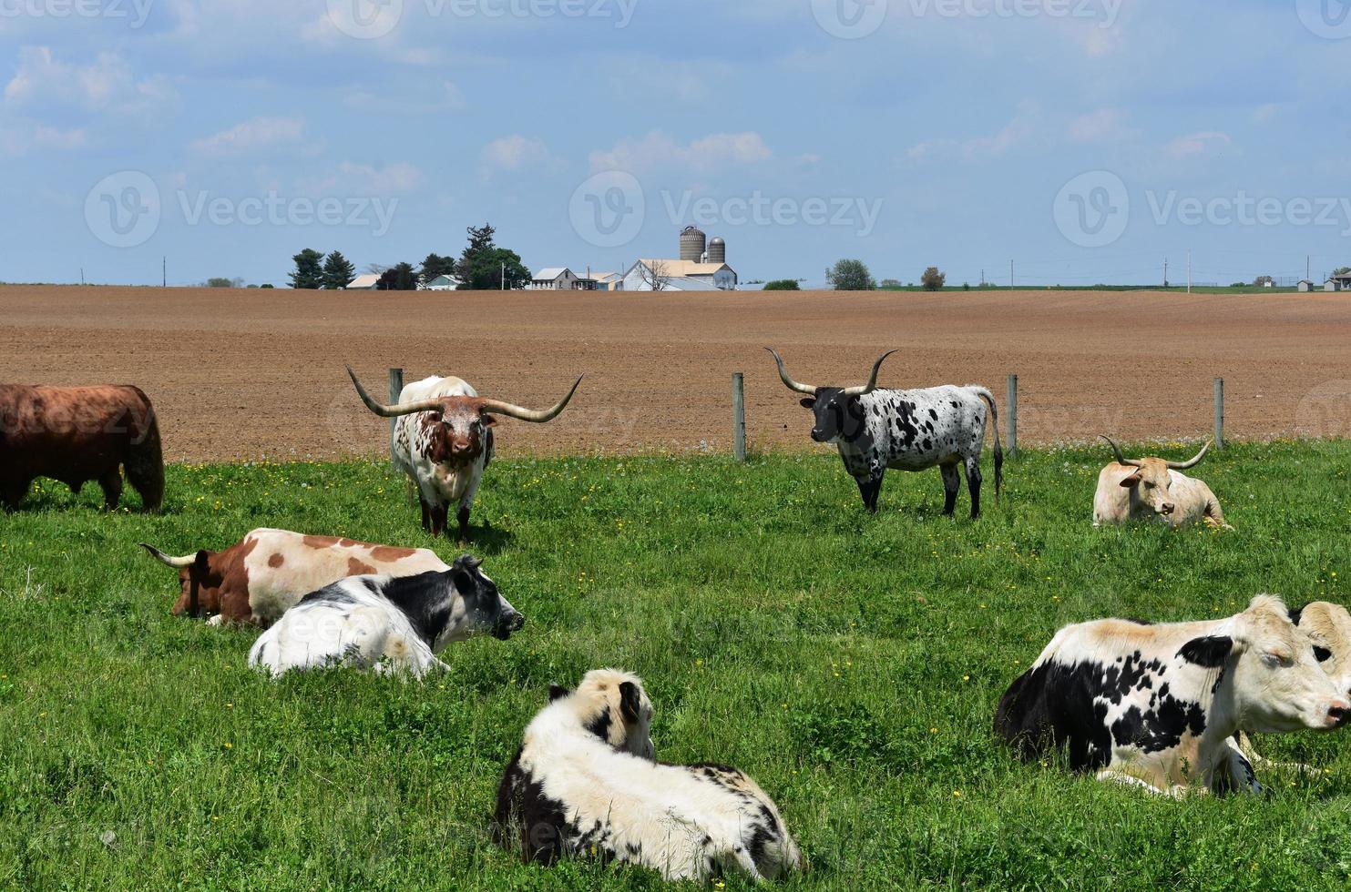 Bovins dans une ferme du comté de Lancaster en Pennsylvanie photo