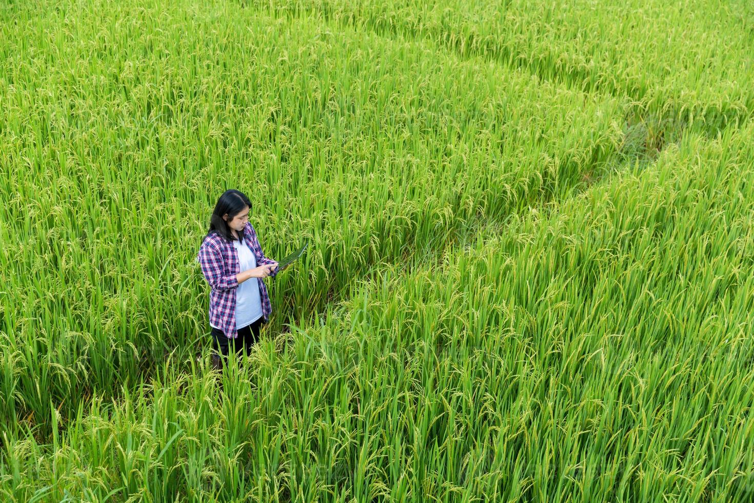 agriculture intelligente avec internet des objets, concept iot. l'agriculture et la technologie moderne sont utilisées pour gérer les cultures. analyse des informations telles que la météo, les conditions du sol et l'environnement. champ de riz photo