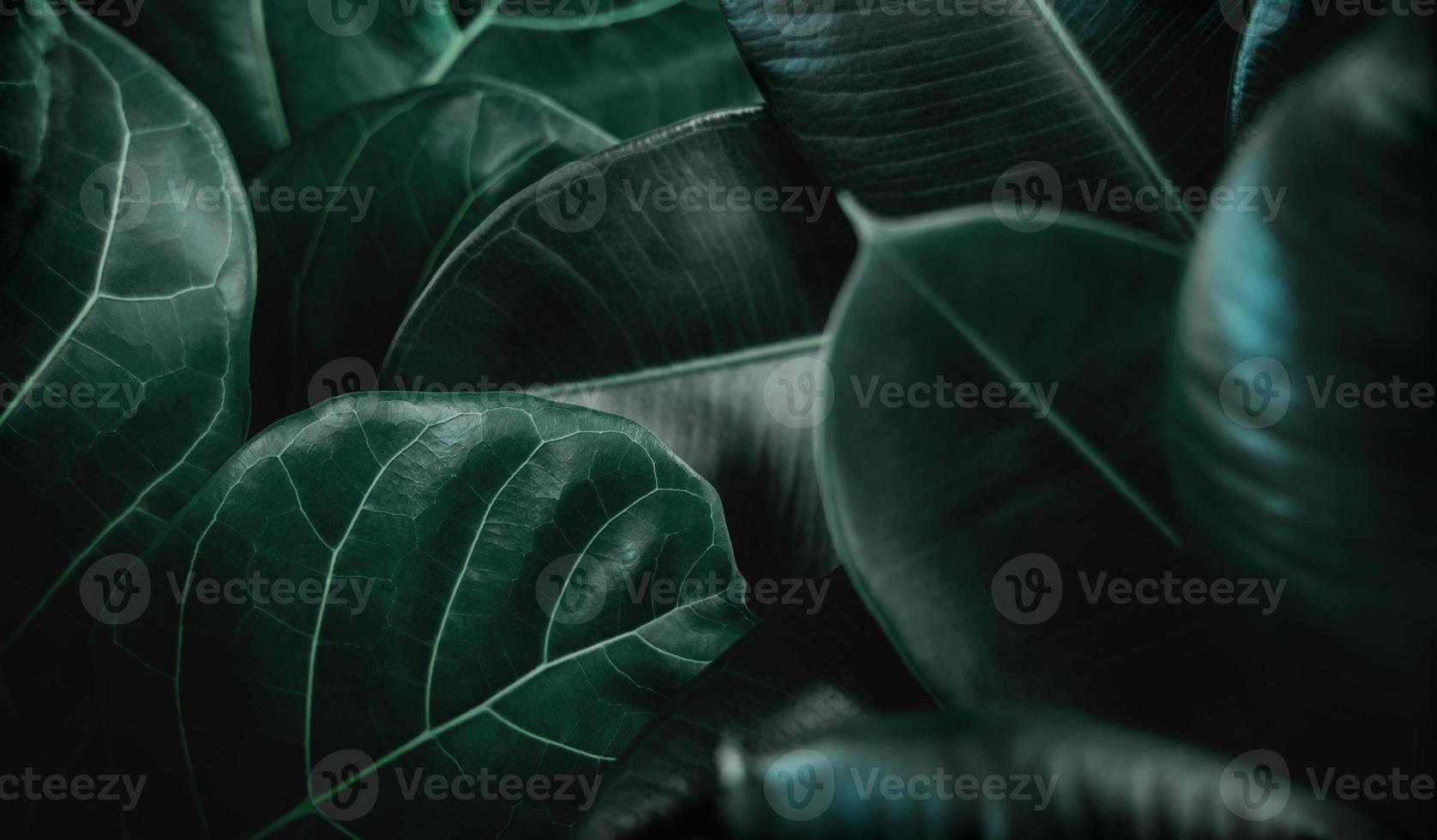 fond de texture de feuille naturelle. gros plan sur la figue de violon verte, le ficus lyrata et le ficus elastica ou la surface des feuilles de plantes en caoutchouc. vue de dessus photo