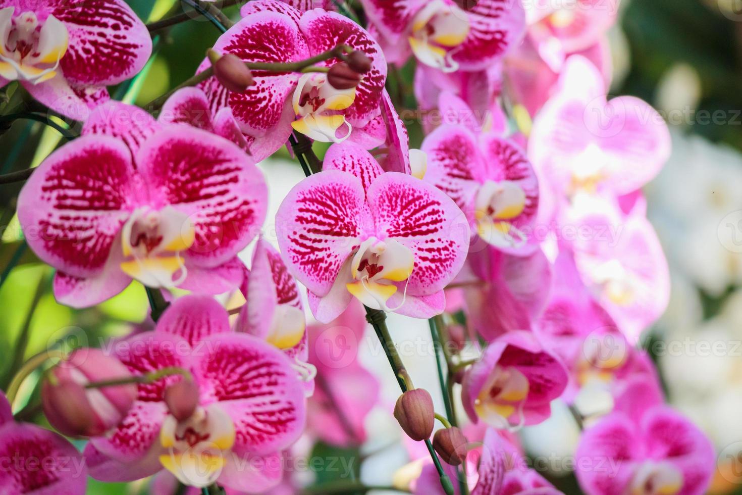 belle fleur d'orchidée phalaenopsis qui fleurit dans le fond floral du jardin photo