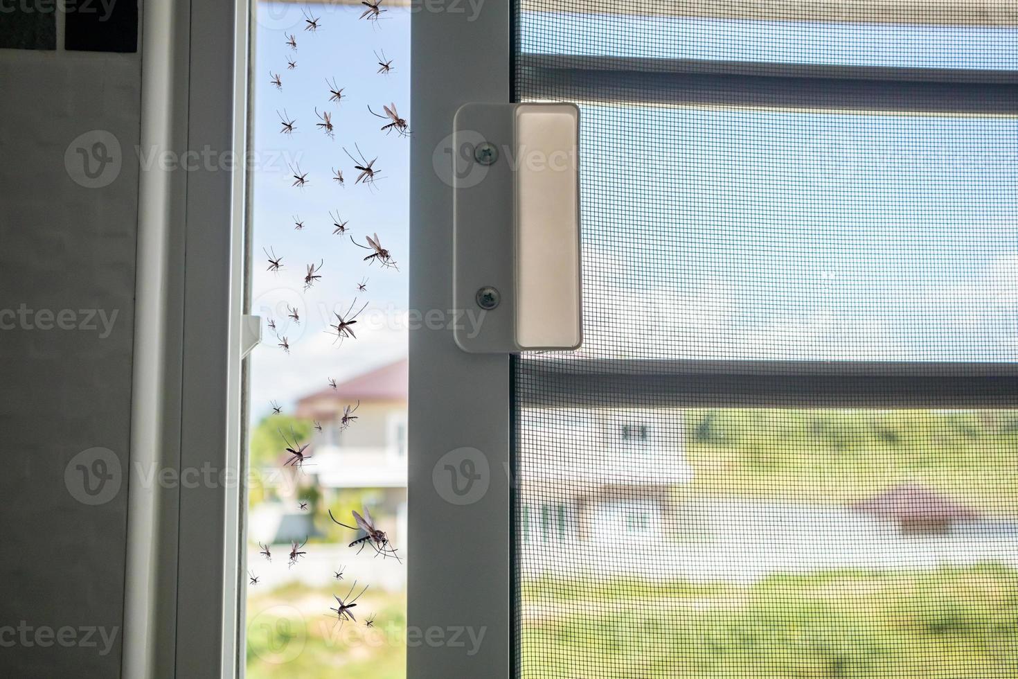 de nombreux moustiques volant dans la maison alors que la moustiquaire était ouverte photo