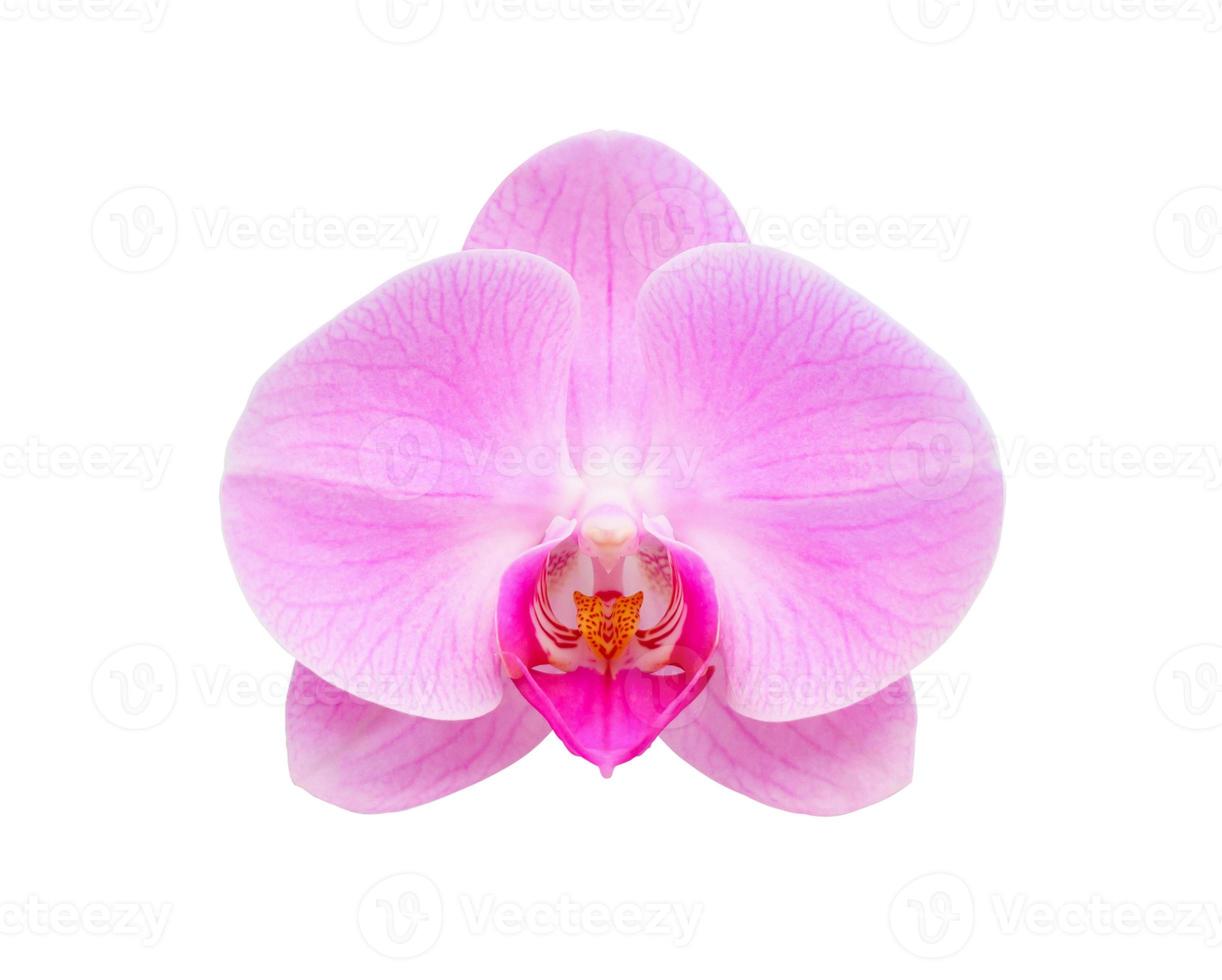Belle fleur d'orchidée phalaenopsis isolé sur fond blanc photo
