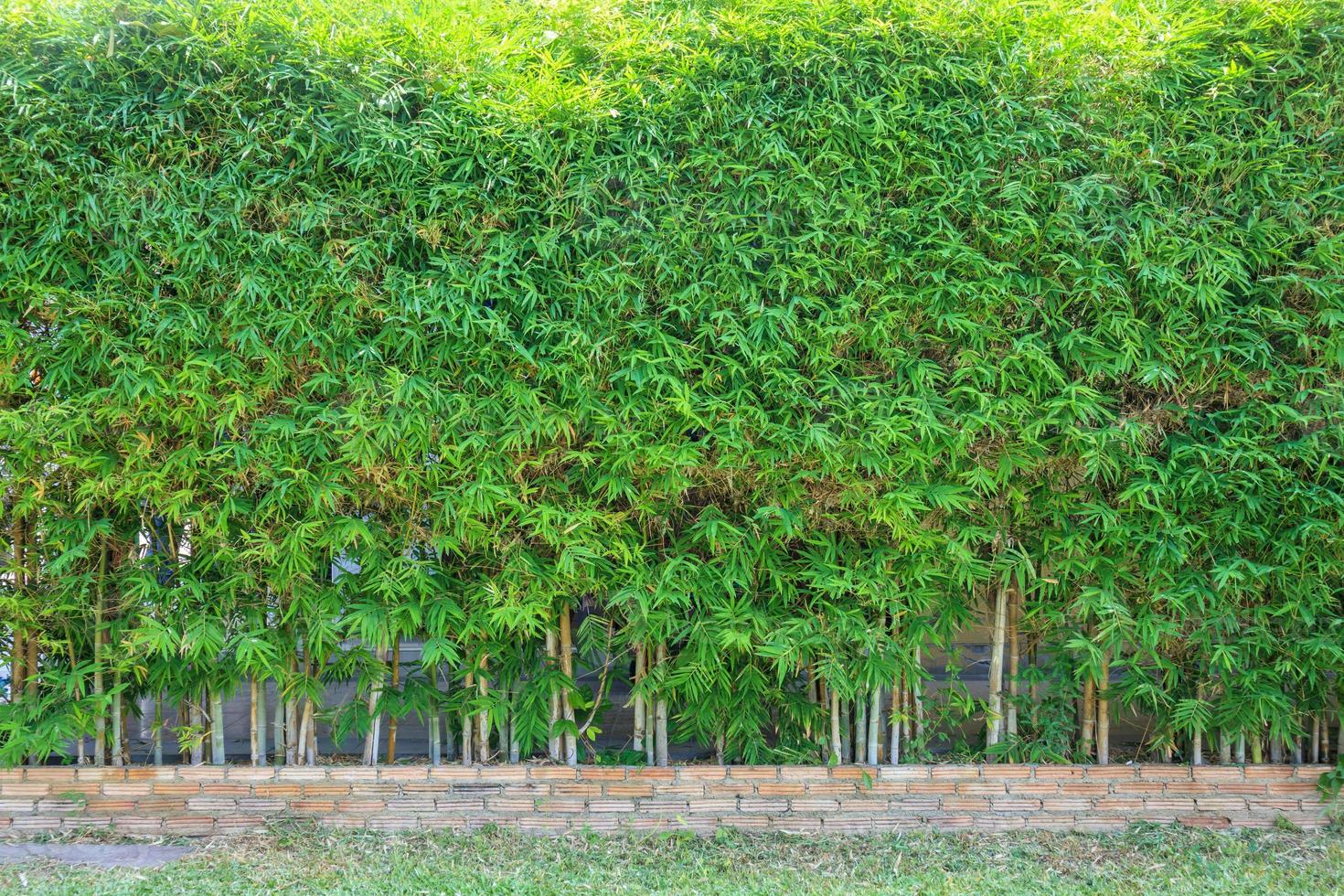 arbre de bambou avec des feuilles vertes décoration de clôture