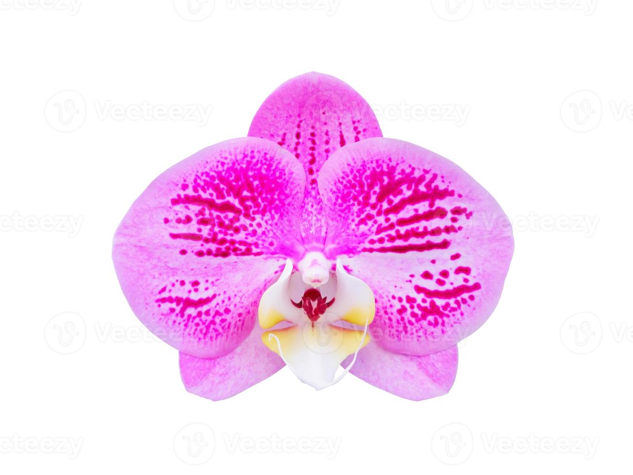 Belle fleur d'orchidée phalaenopsis isolé sur fond blanc photo