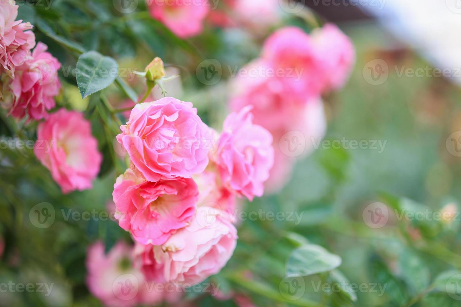 belle fleur de roses roses dans le jardin photo