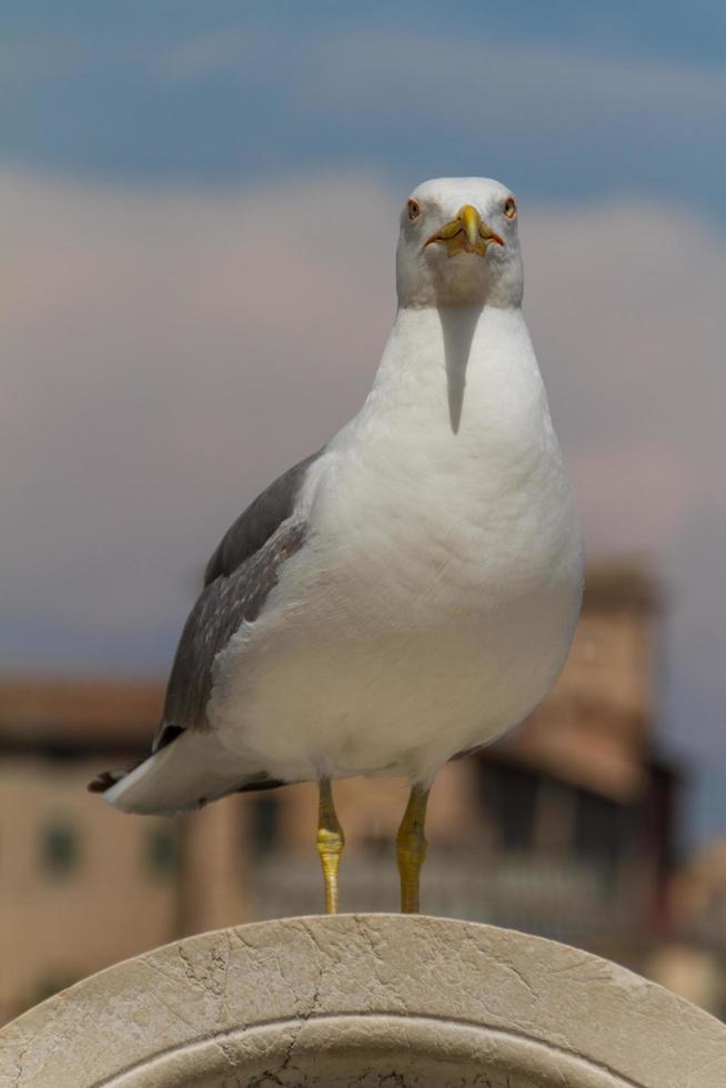 vue de mouette photo