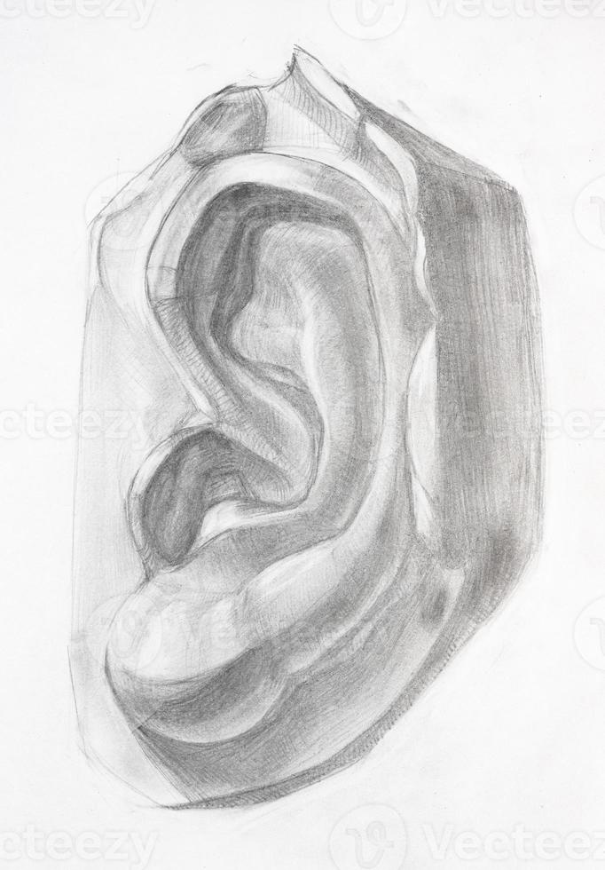 dessin académique - forme d'oreille masculine dessinée à la main photo