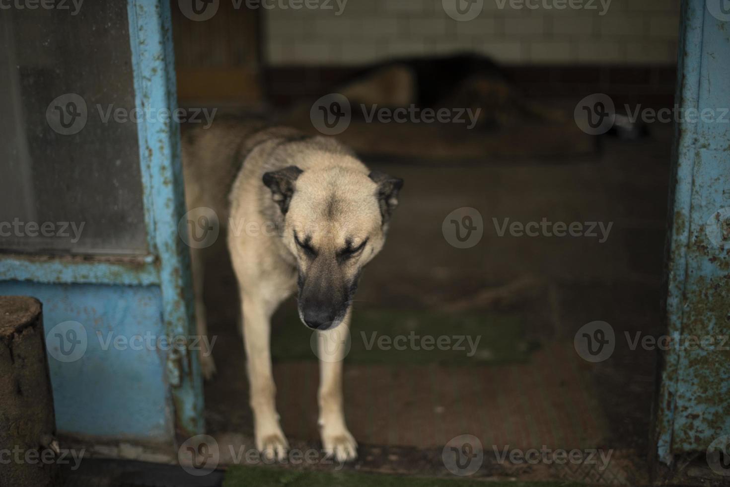 entrée de gardes de chien. chien sans abri dans une zone industrielle. animal dans la rue. photo
