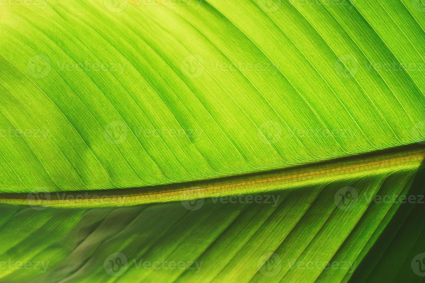 la texture d'une feuille de palmier vert banane tropicale avec une lueur ensoleillée. photo