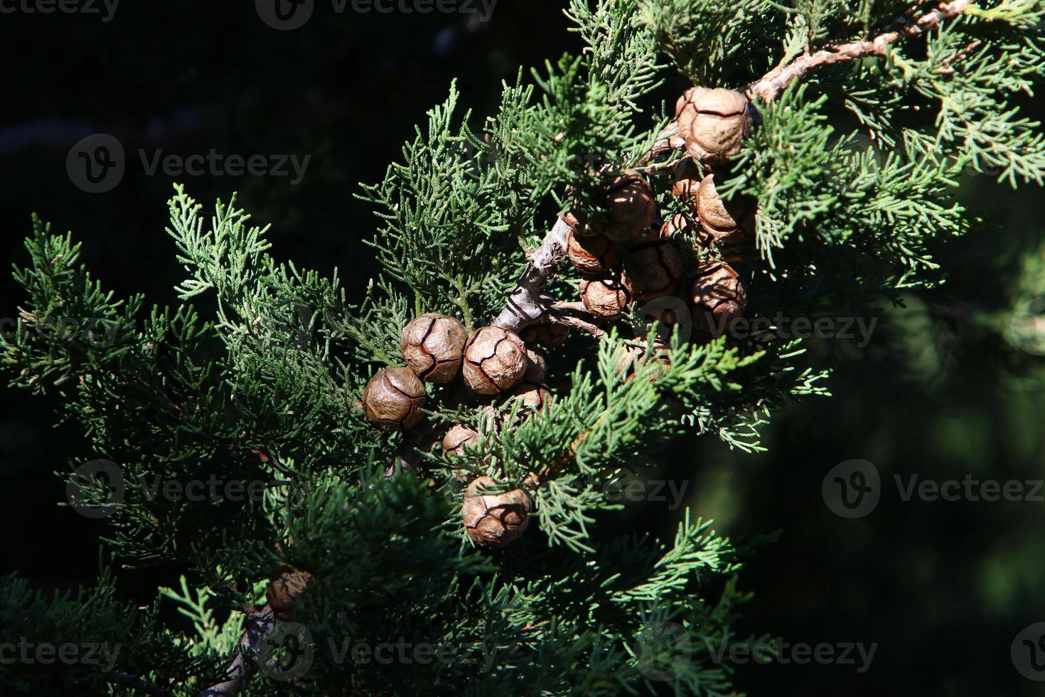 cônes sur les branches d'un cèdre libanais dans un parc de la ville du nord d'israël. photo