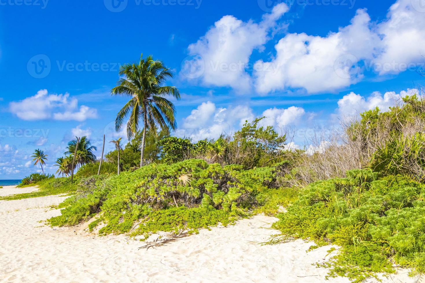 plage des caraïbes sapins palmiers dans la jungle forêt nature mexique. photo