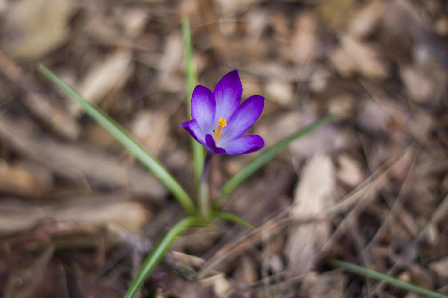 primevères crocus au printemps dans une clairière de la forêt. le printemps renaît dans la forêt. les feuilles sèches laissent place aux premières fleurs, photo