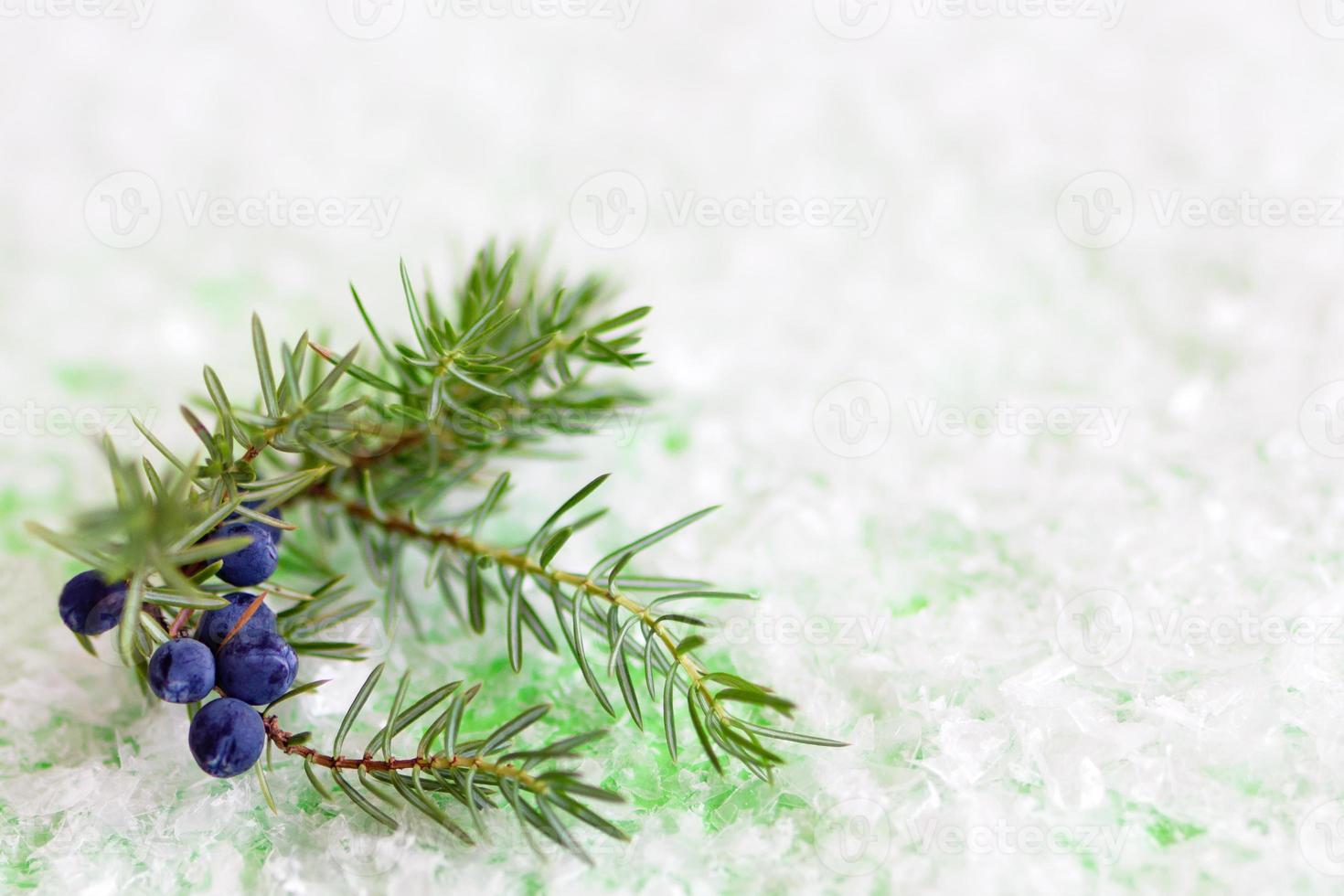 branche de genévrier avec baies sur fond vert avec neige artificielle. composition d'hiver avec espace de copie. photo