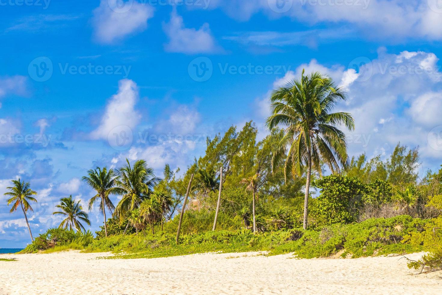 plage des caraïbes sapins palmiers dans la jungle forêt nature mexique. photo