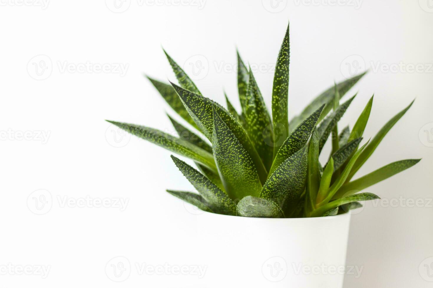 Maison & Jardin. fleurs en pots. isolé sur fond blanc. intérieur botanique élégant. le concept de jardinage domestique. photo