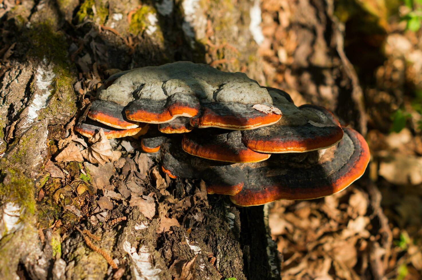 champignon de support poussant à partir de la souche d'un hêtre mort. fond naturel photo