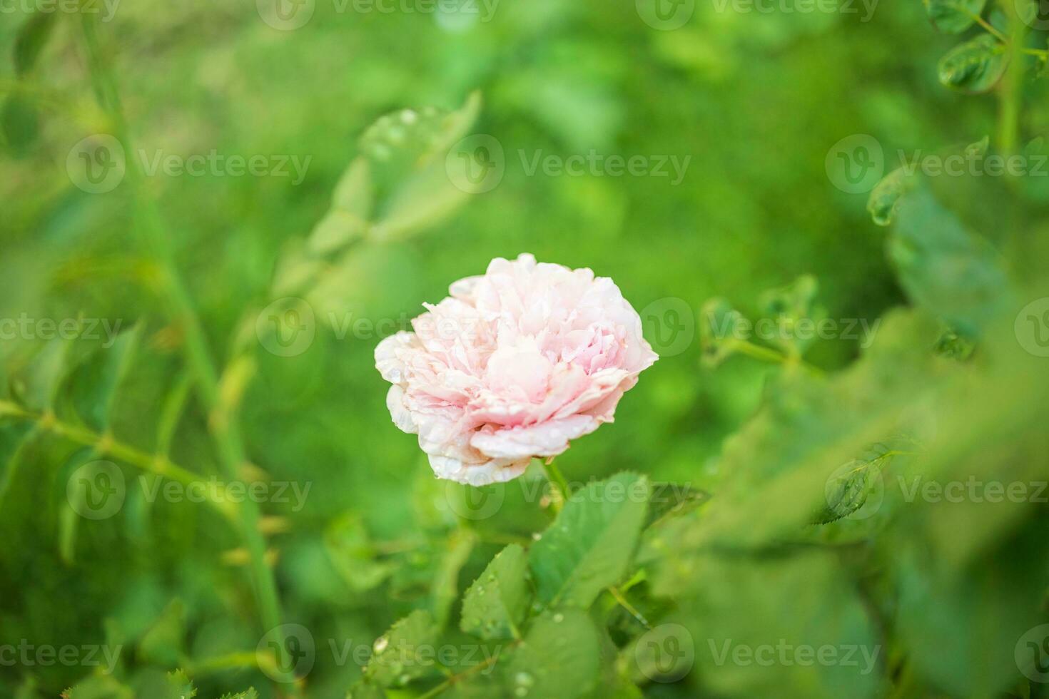 belle fleur de roses roses dans le jardin photo