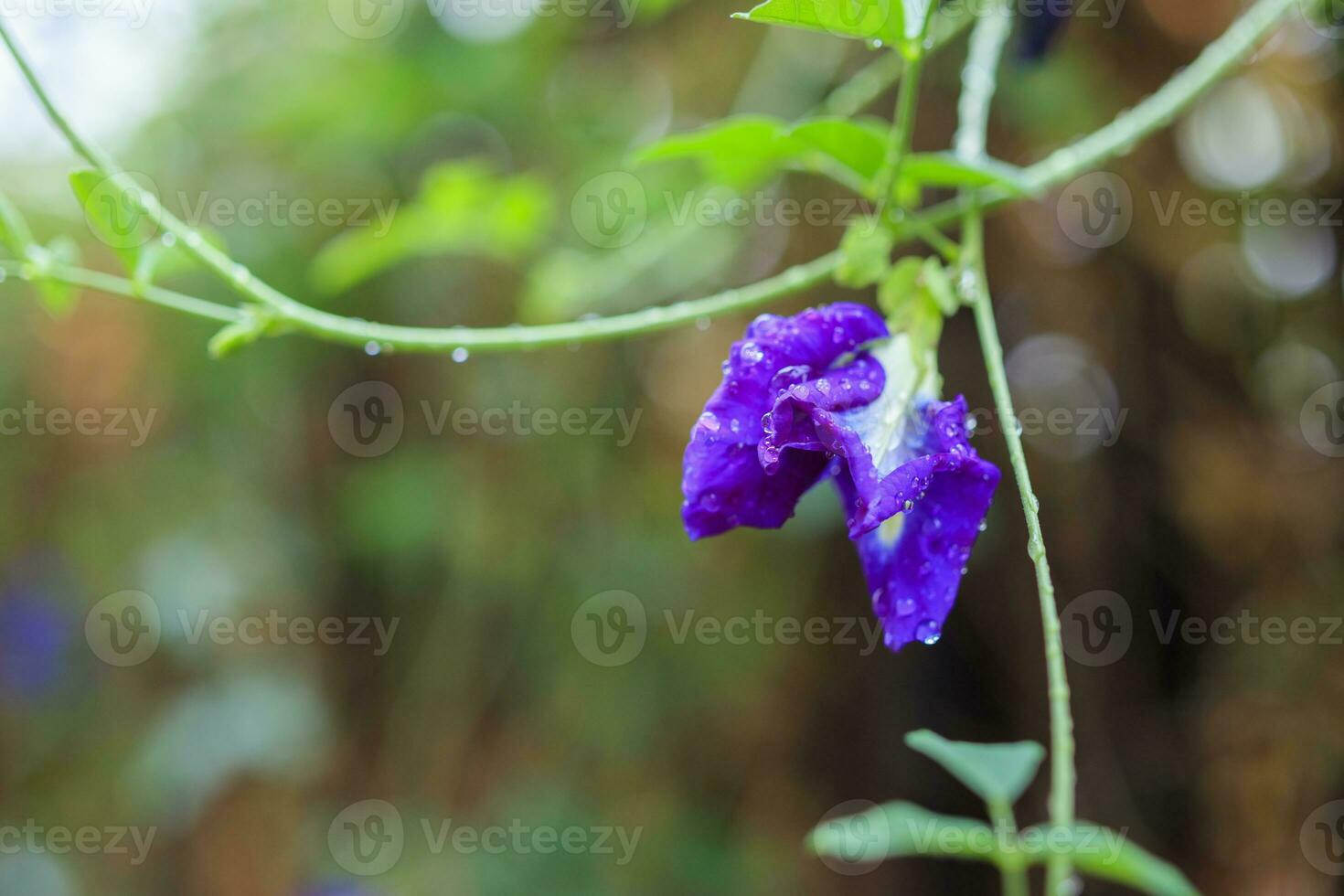 gros plan fleur de pois papillon bleu dans le jardin photo