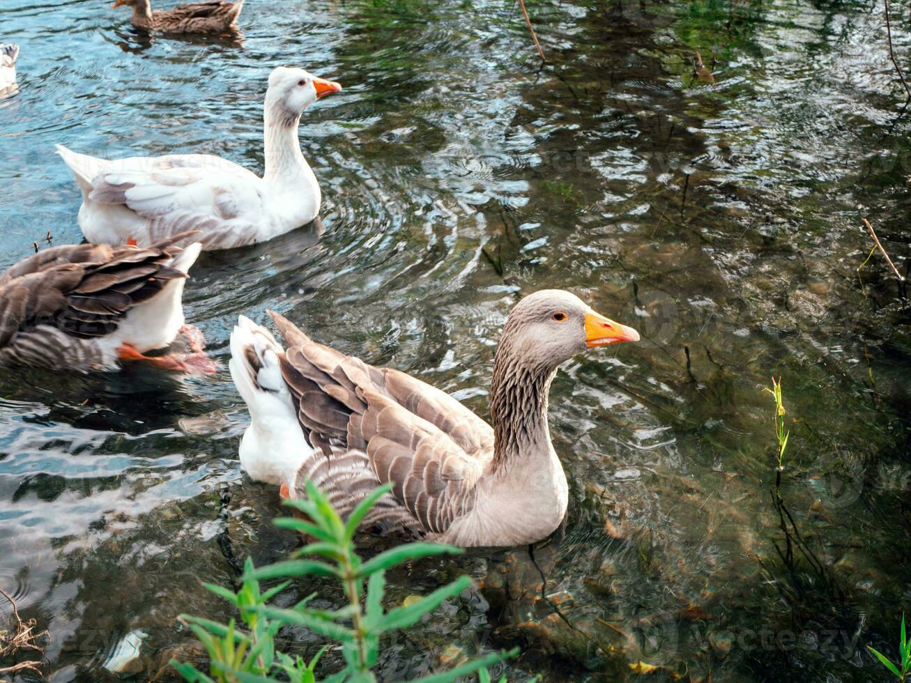 trois oies différentes nageant dans l'eau calme d'un étang dans le parc par temps nuageux photo