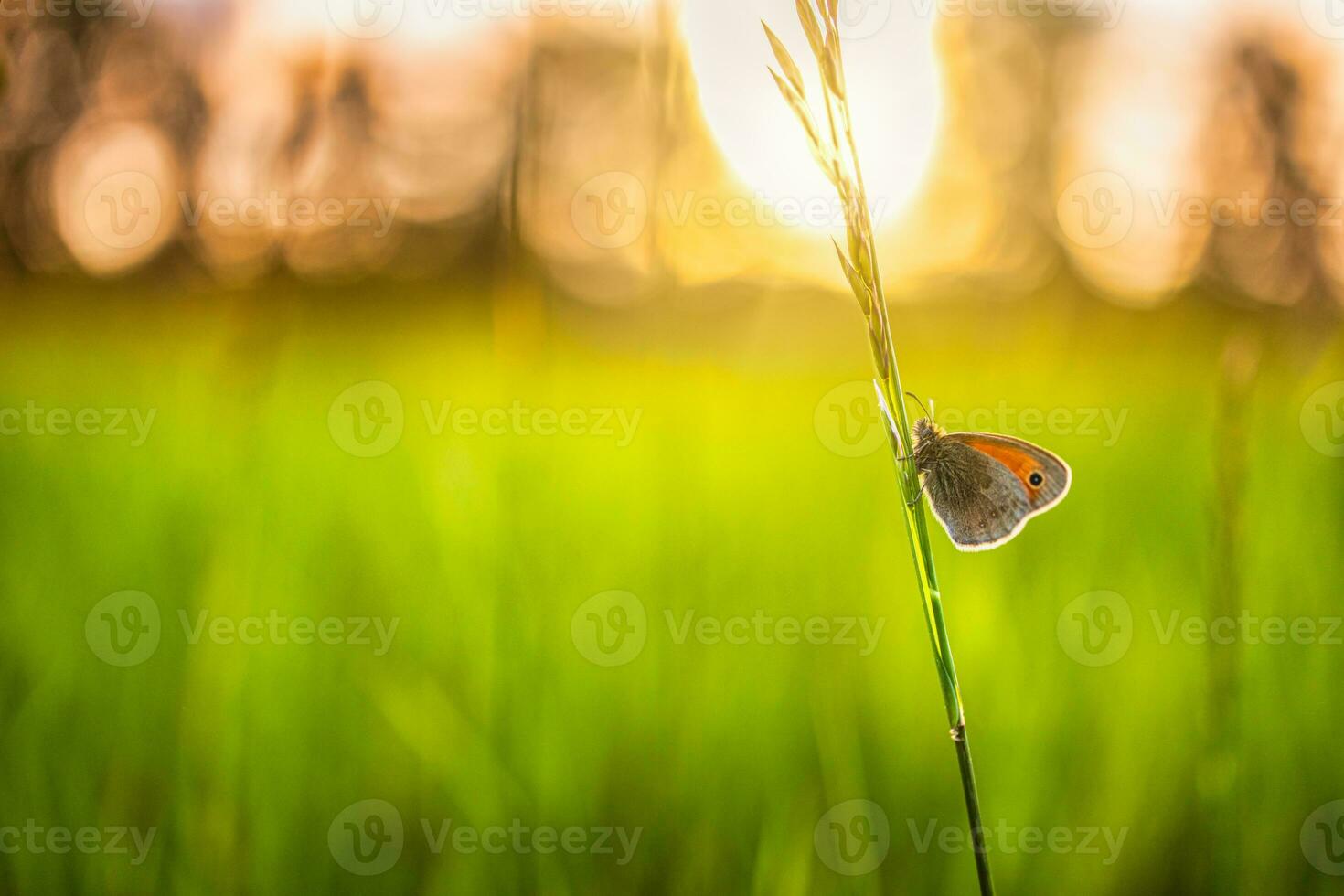 champ de prairie nature coucher de soleil avec papillon comme concept d'arrière-plan d'automne. belle prairie d'automne, fond de champ forestier. incroyable inspirer la nature en gros plan. en plein air randonnée aventure gros plan nature photo