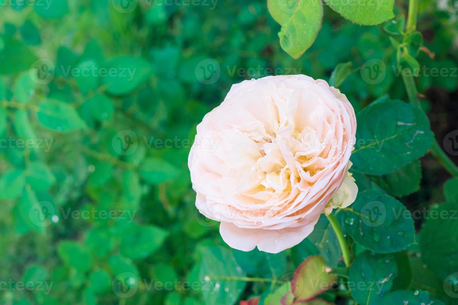 belles roses fleurissent dans le jardin photo