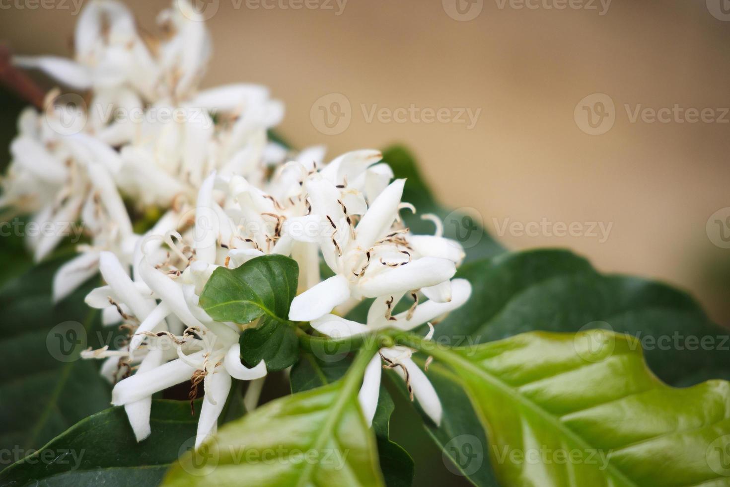 fleurs de café blanc dans des feuilles vertes plantation d'arbres gros plan photo