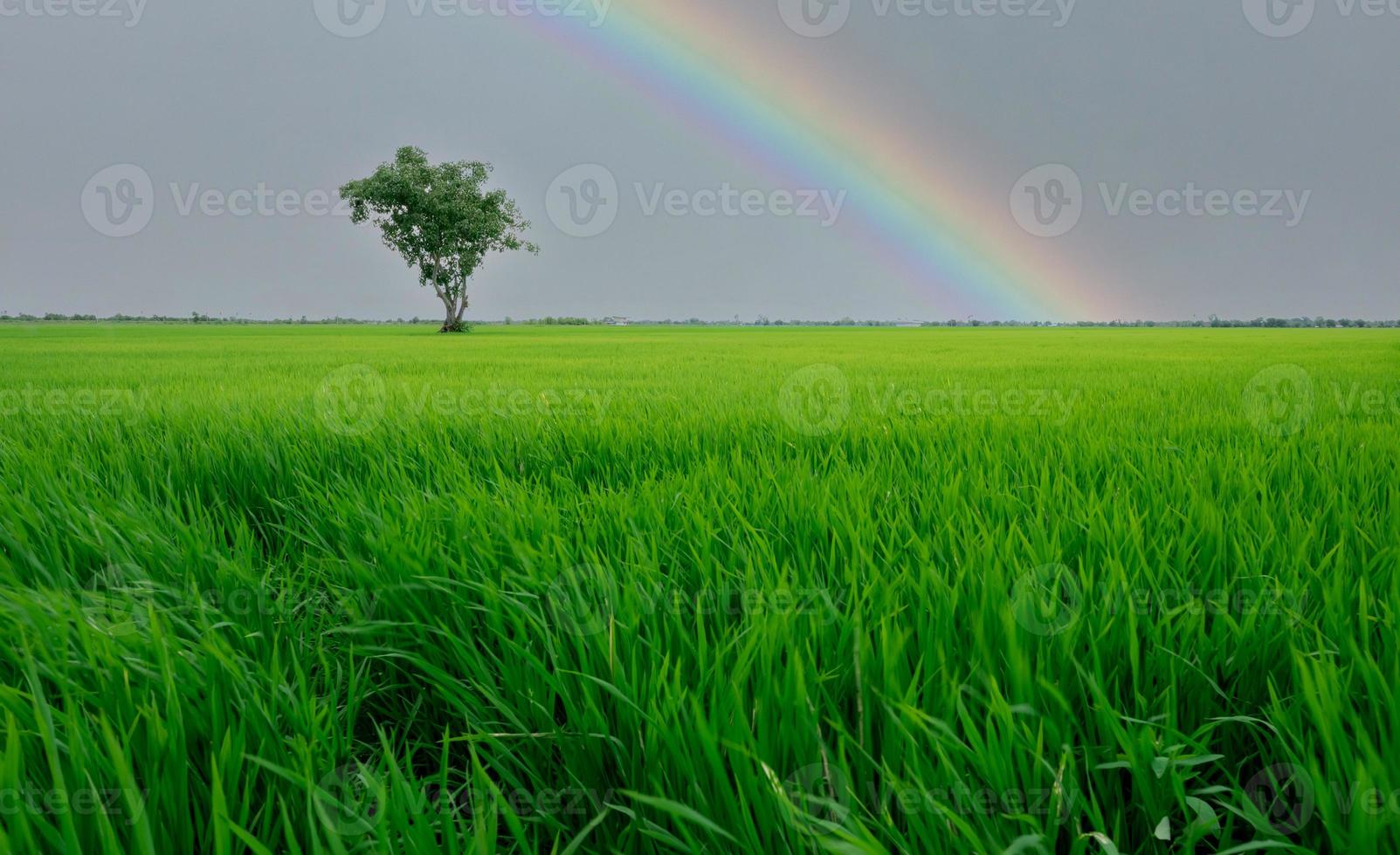 paysage de rizière verte avec un arbre solitaire et un ciel arc-en-ciel. plantation de riz. rizière verte. domaine agricole. terres agricoles en thaïlande. parcelle de terrain. beauté dans la nature. saison verte. photo