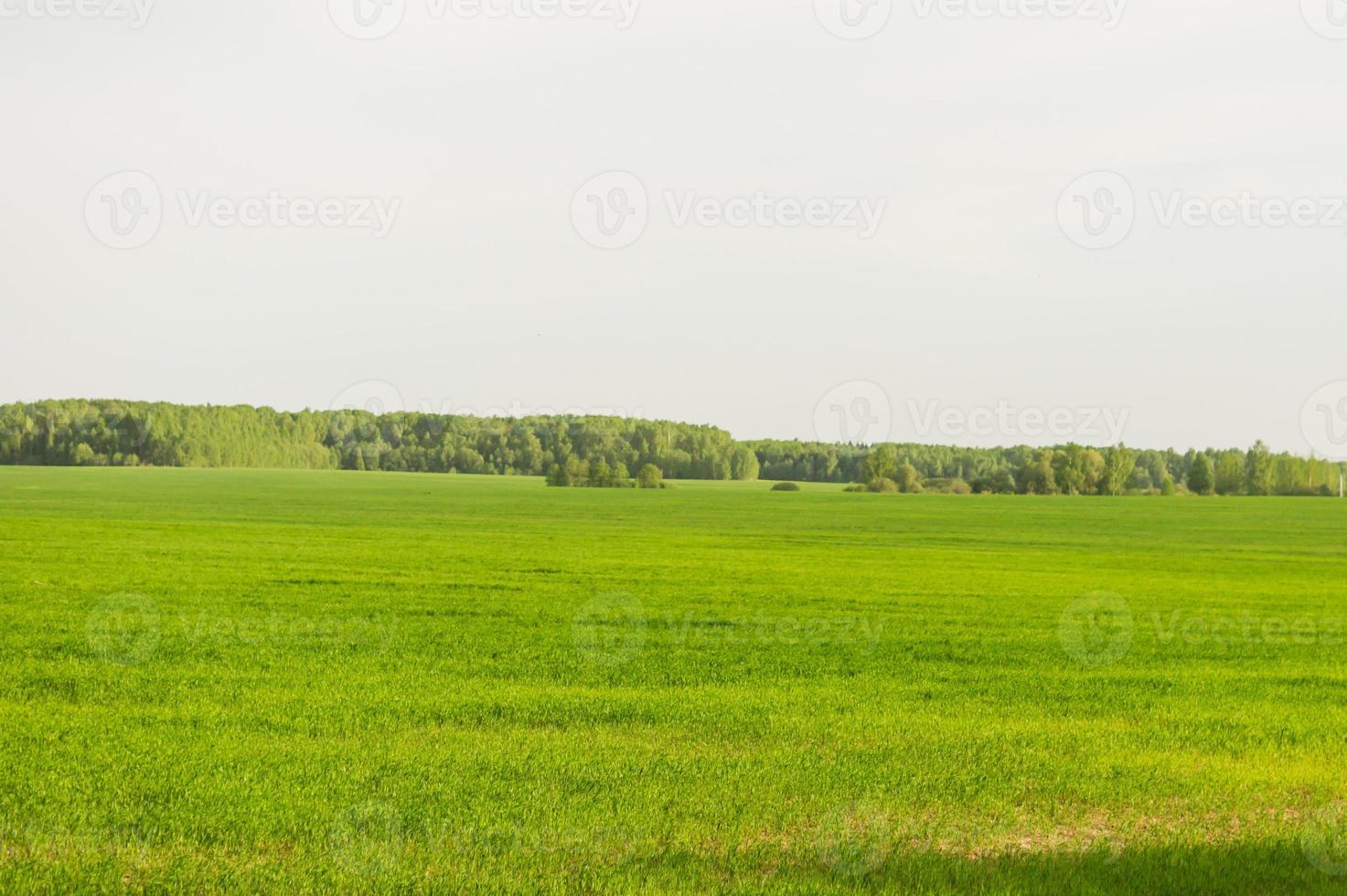 champ d'herbe verte et ciel parfait et arbres. paysage de printemps rural photo
