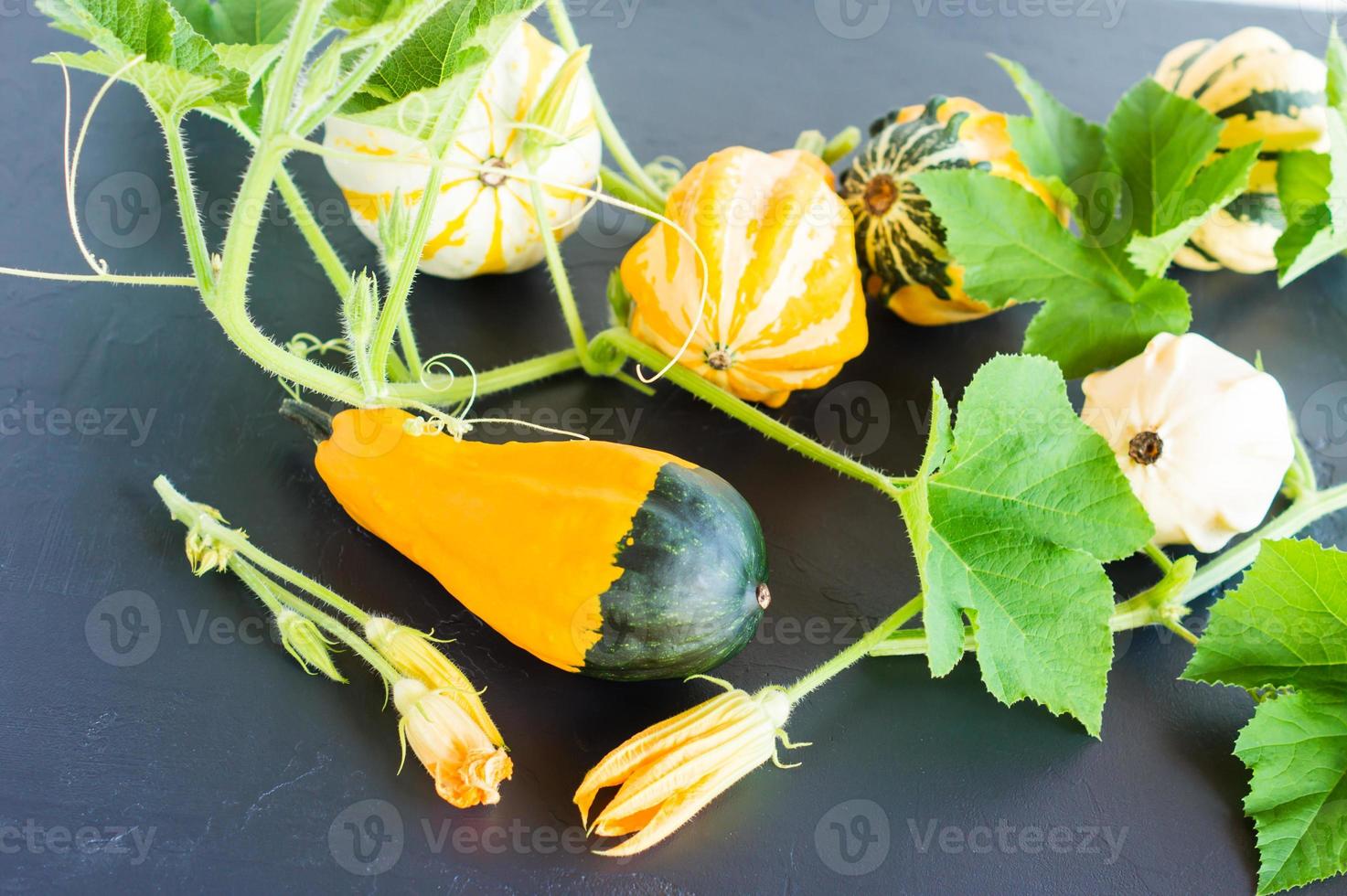 différents types de citrouilles décoratives dans la composition d'automne. photo