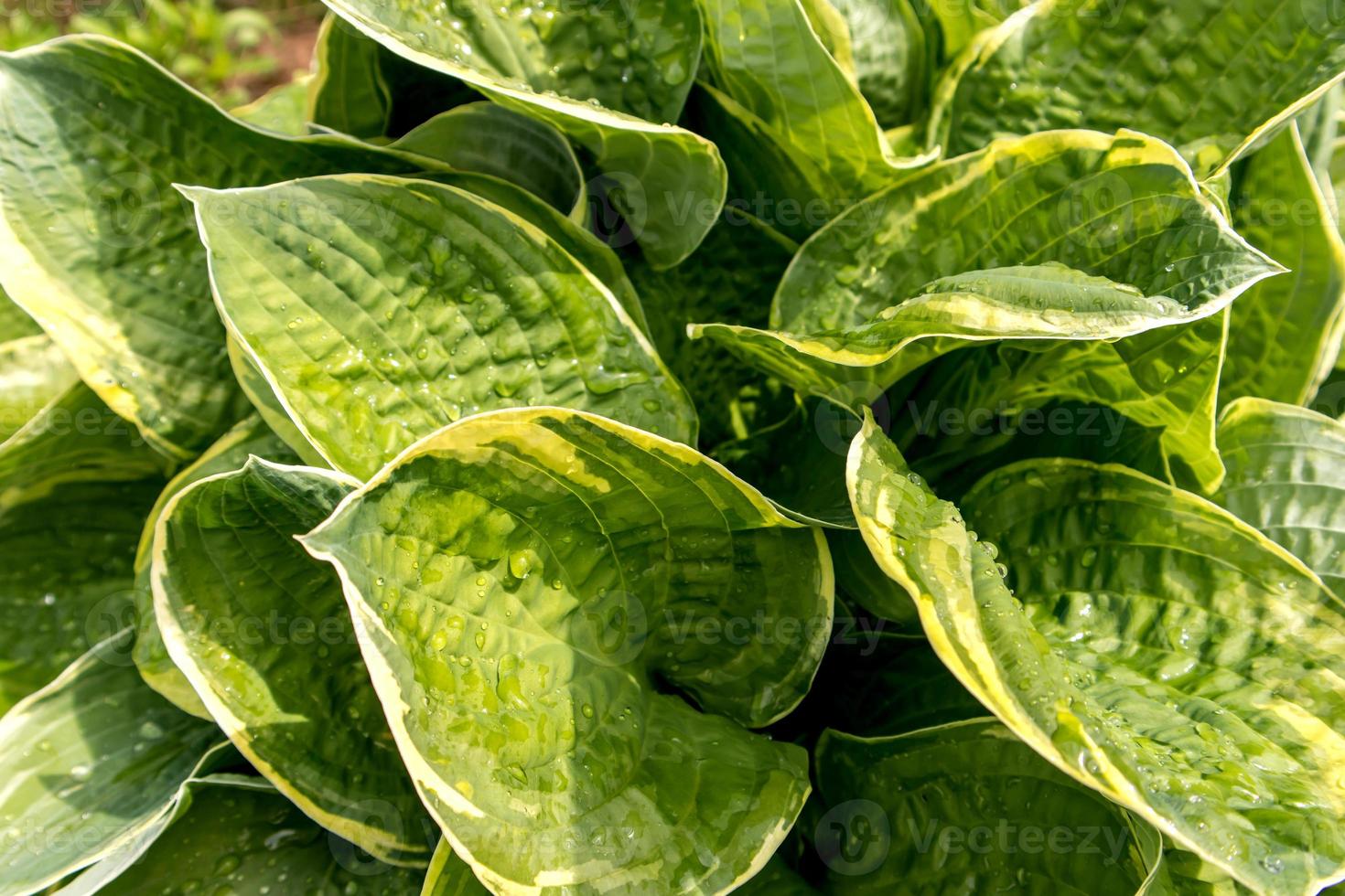 grandes feuilles d'hostas vert jaune au soleil. fond naturel. photo