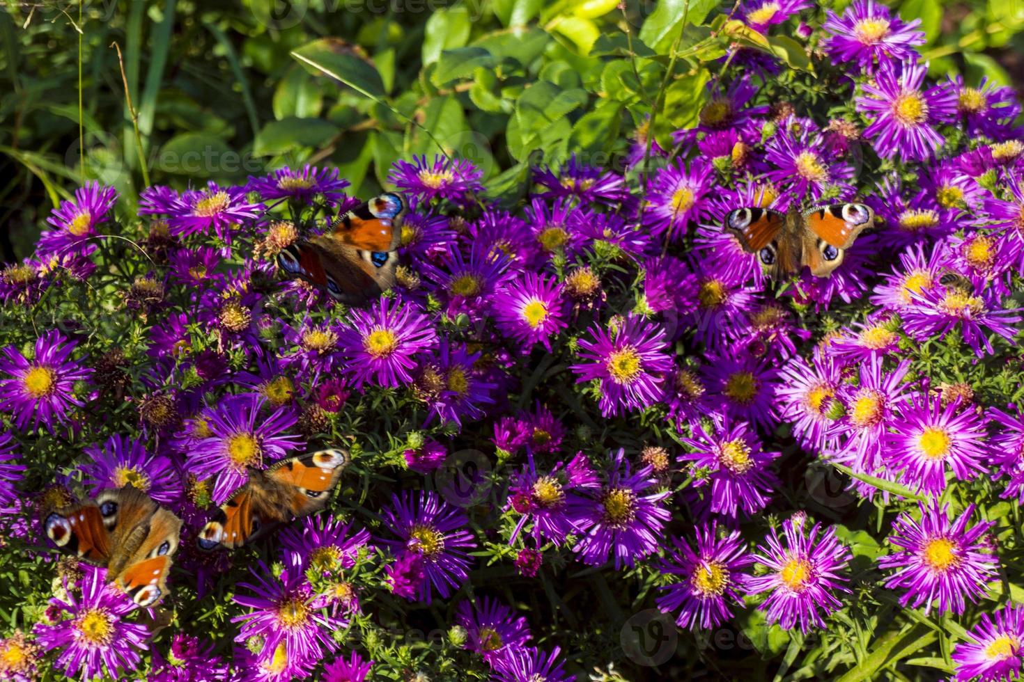 papillon monarque dans les asters violets photo