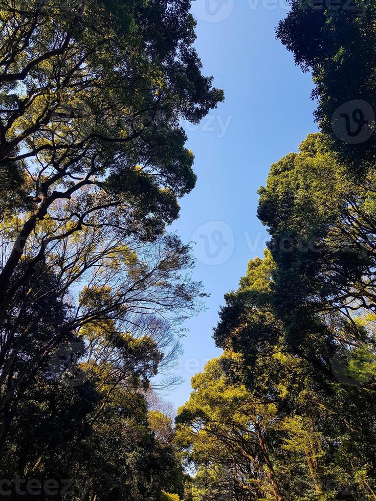 Le sanctuaire Meiji est célèbre pour ses jardins et sa forêt urbaine. l'une des plus grandes forêts urbaines de tokyo, également connue sous le nom de forêt urbaine de harajuku. photo