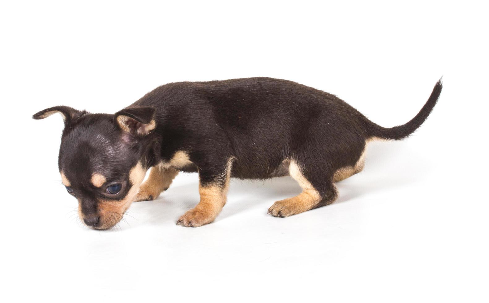 Chiot chihuahua sur blanc photo