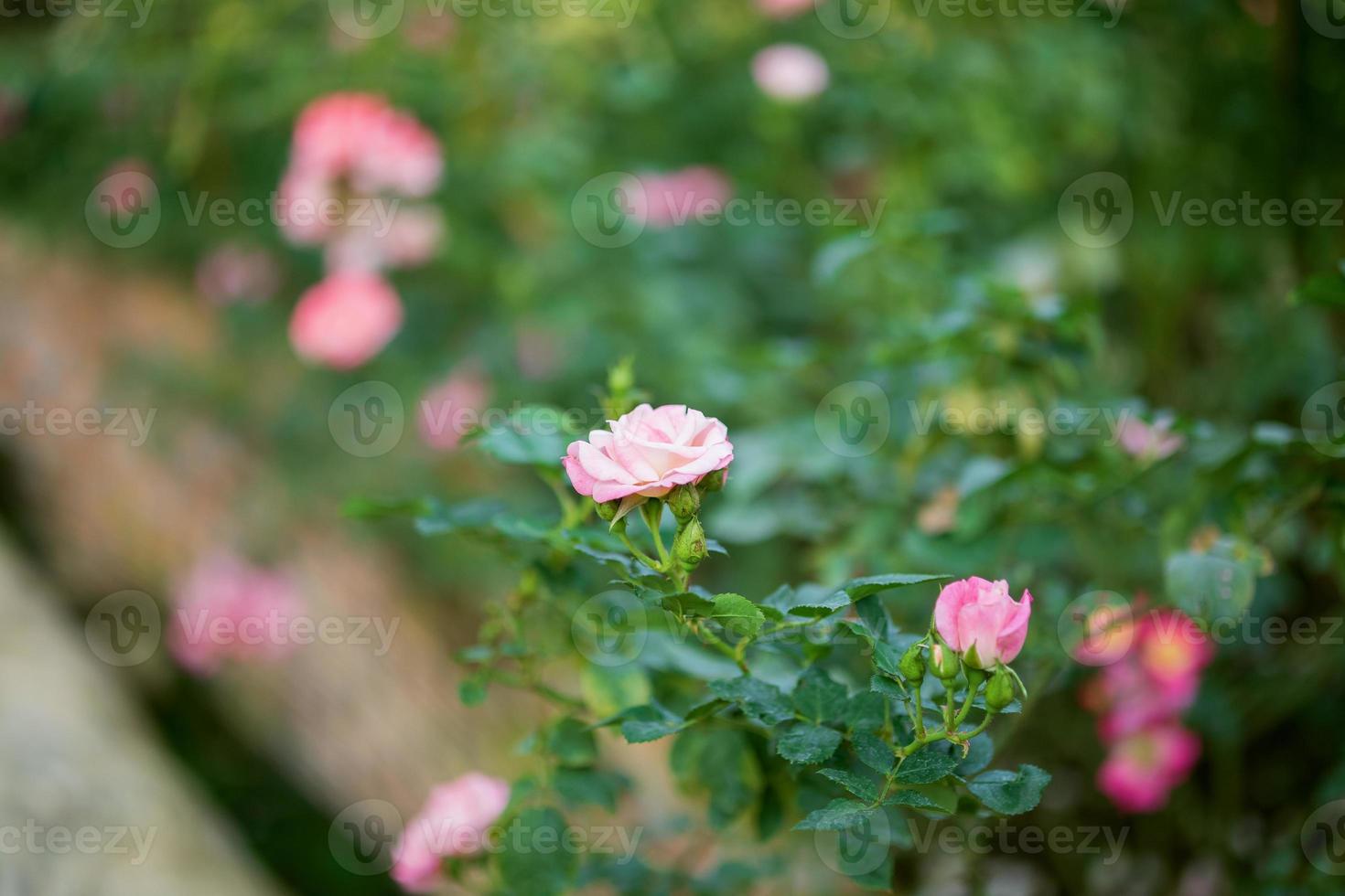 belles roses roses colorées fleurissent dans le jardin photo