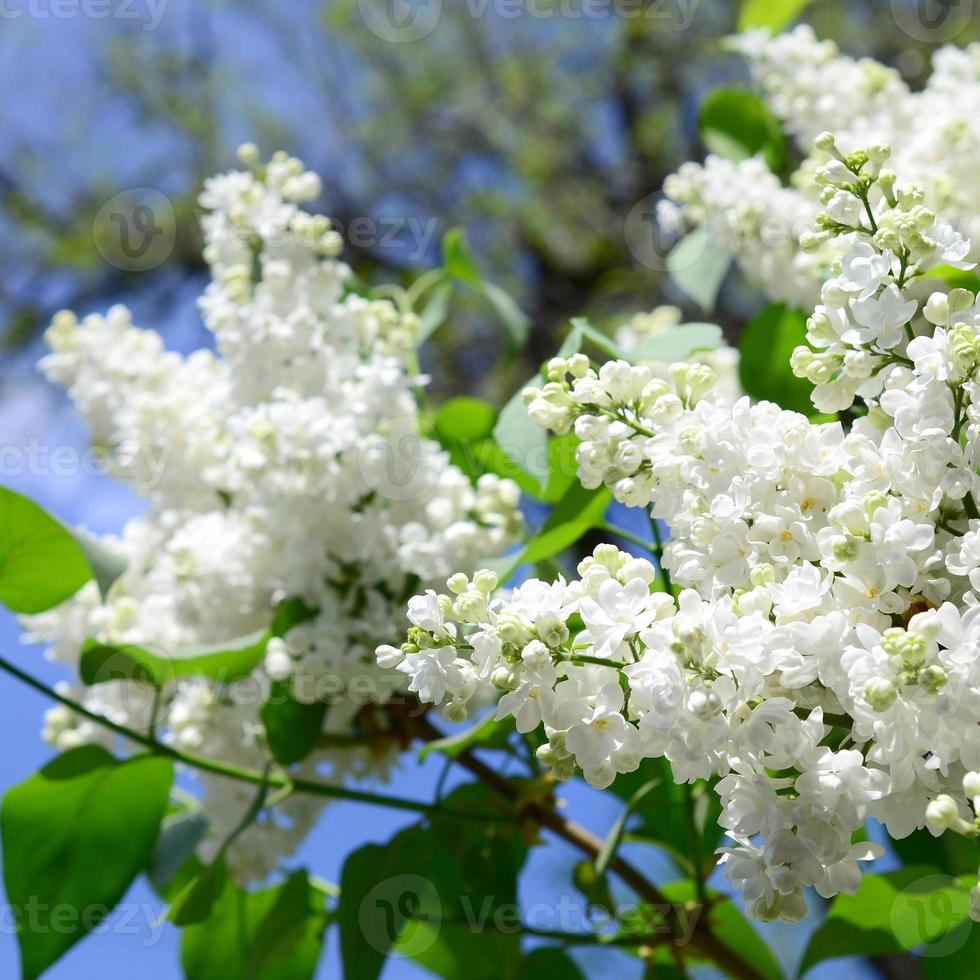 branches de lilas blanc et de feuilles vertes. branche fleurie de lilas photo