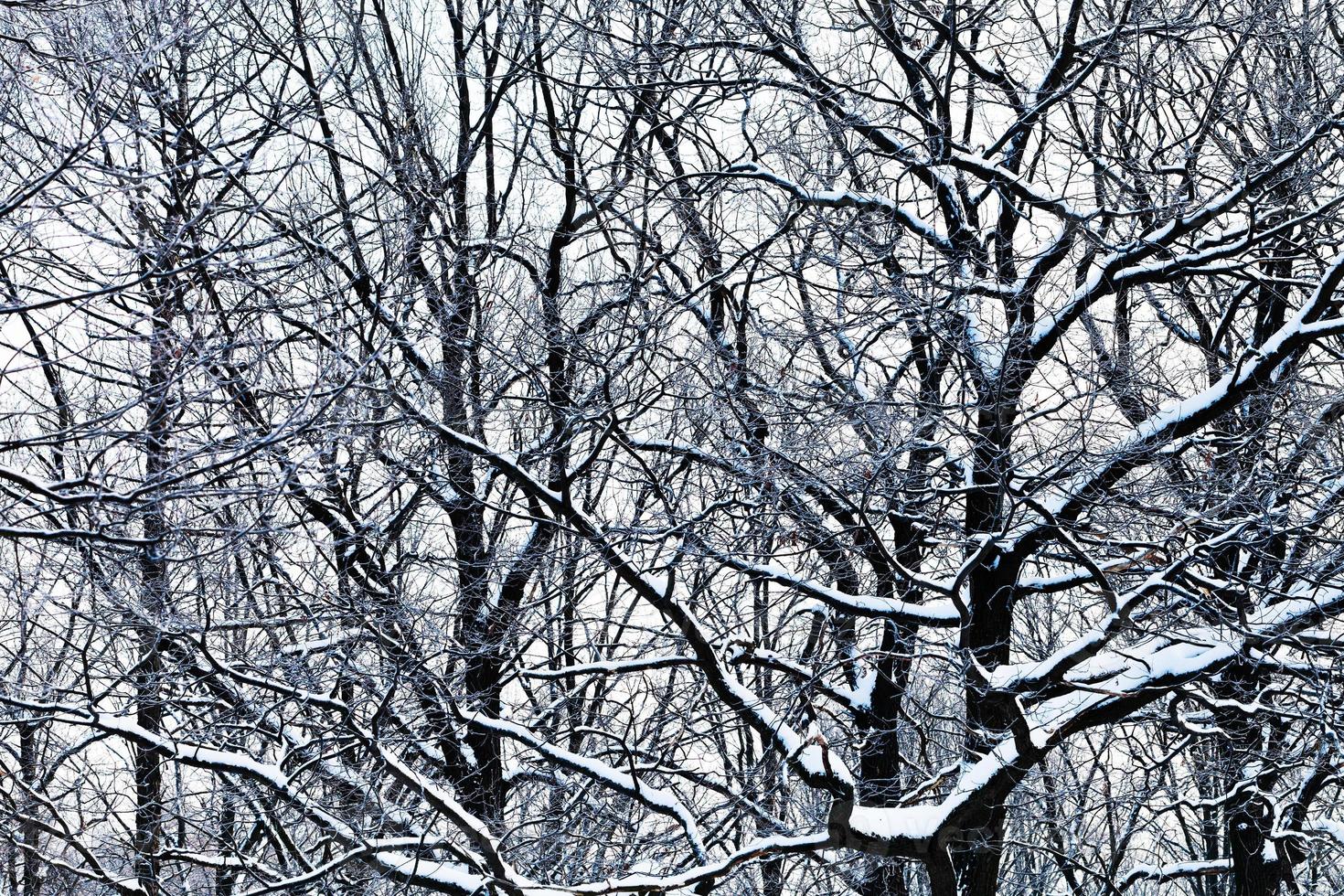 branches de chêne sous la neige photo