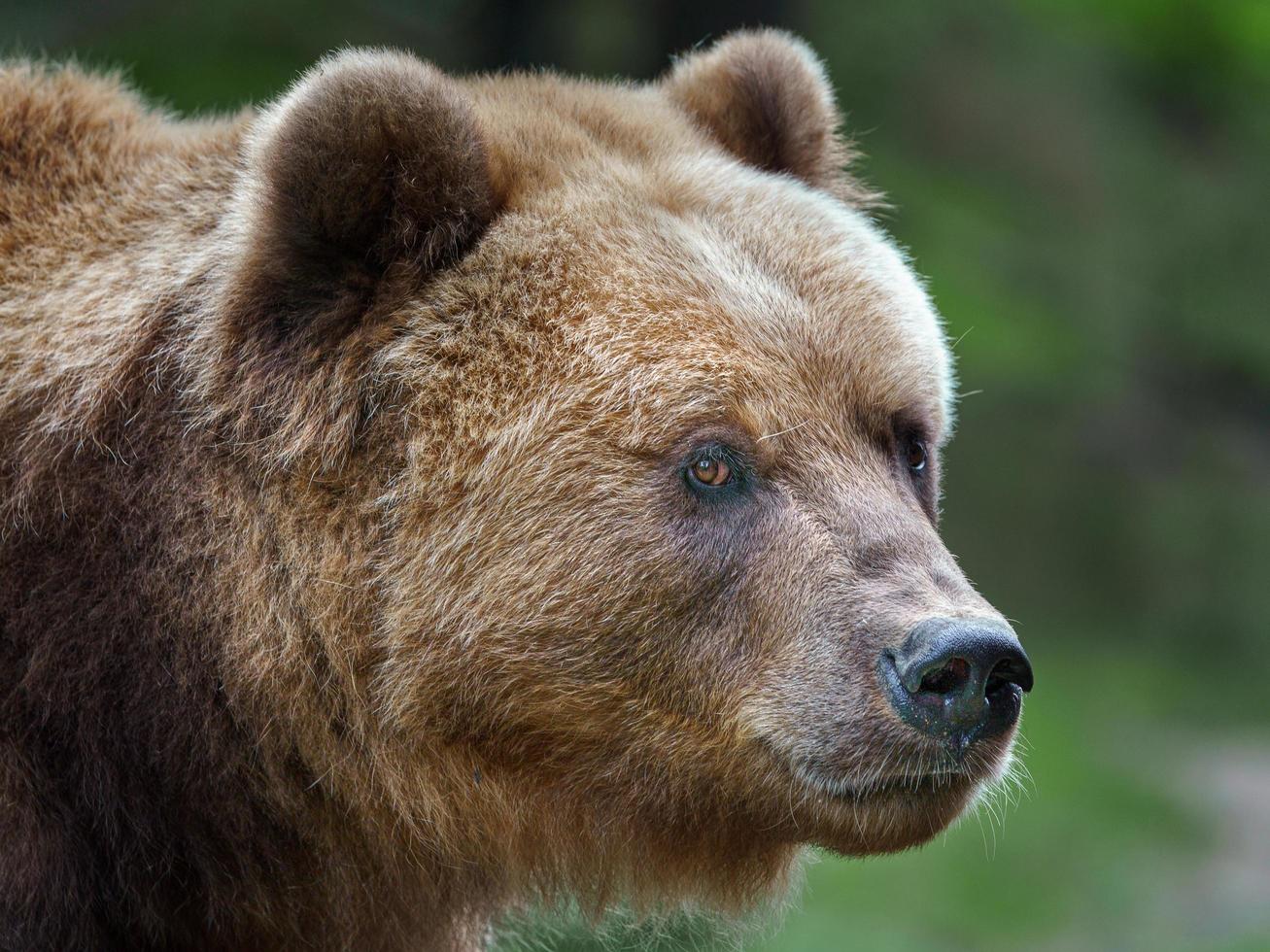 ours brun kamchatka photo