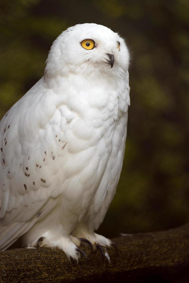 portrait de harfang des neiges photo