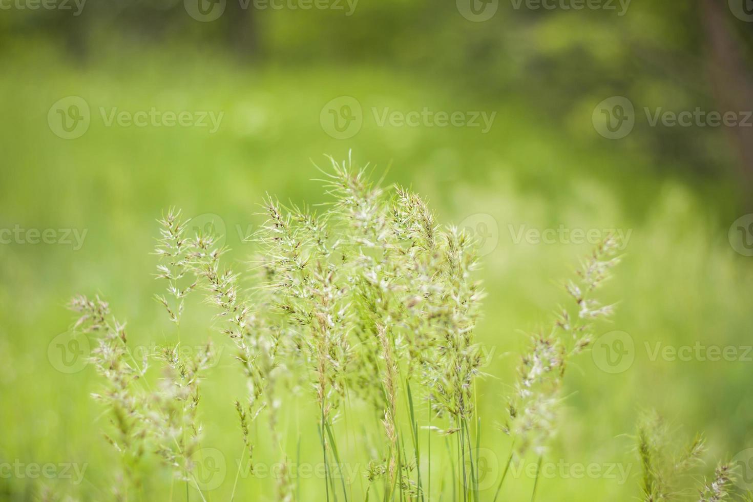 champ de prairie avec de l'herbe duveteuse. paysage naturel de printemps d'été. fond de paysage vert pour une carte postale, une bannière ou une affiche photo