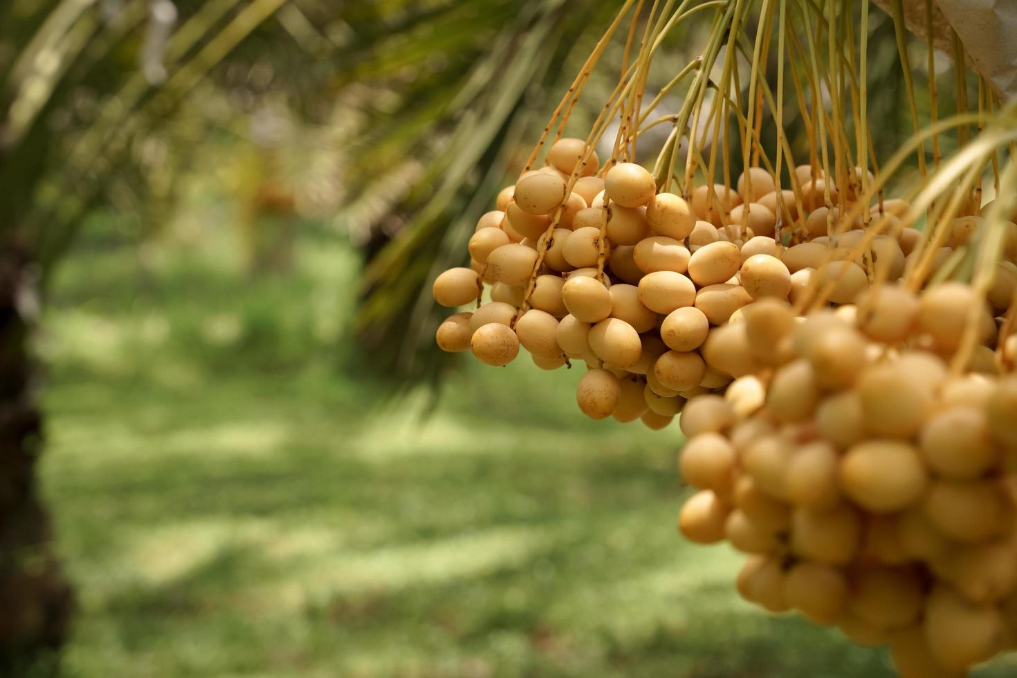 les belles dattes jaunes cultivées en thaïlande peuvent être consommées fraîches. photo