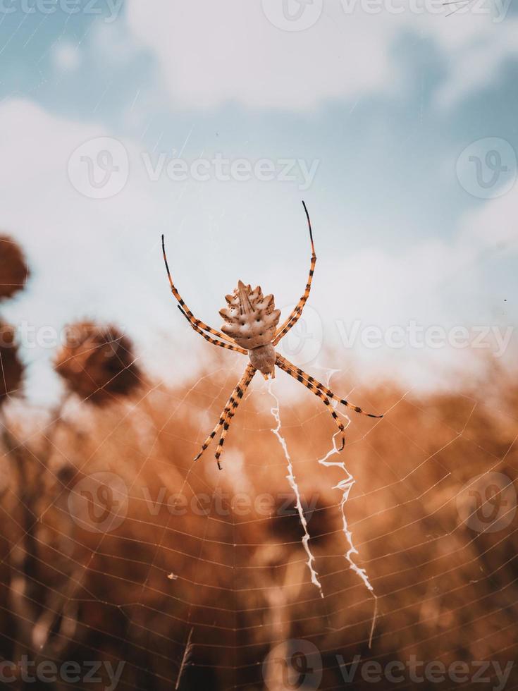 Argiope lobata araignée femelle. gros plan photo macro.