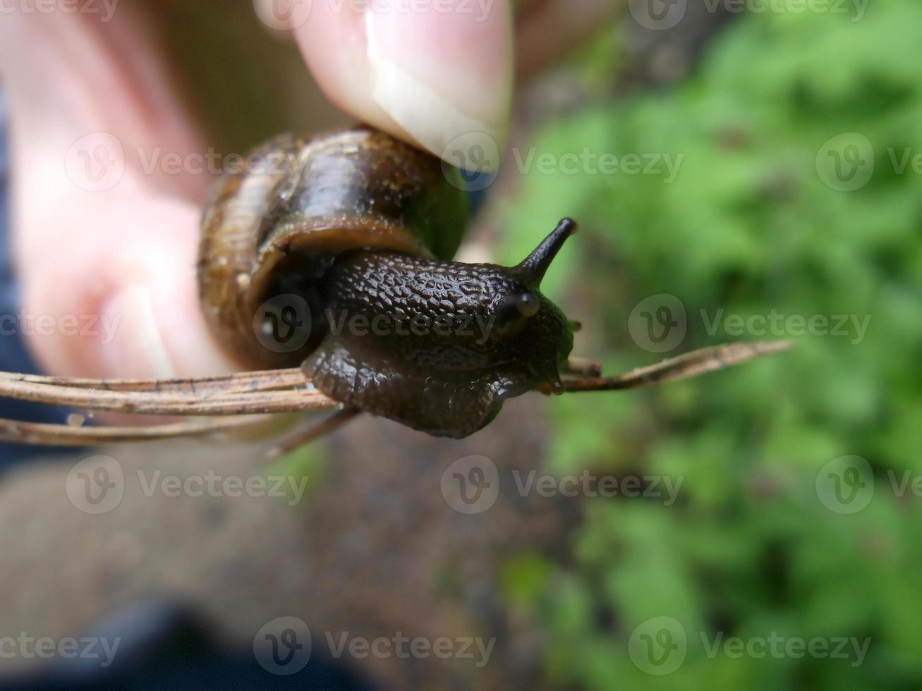 escargot. un ravageur pour le jardin. photo