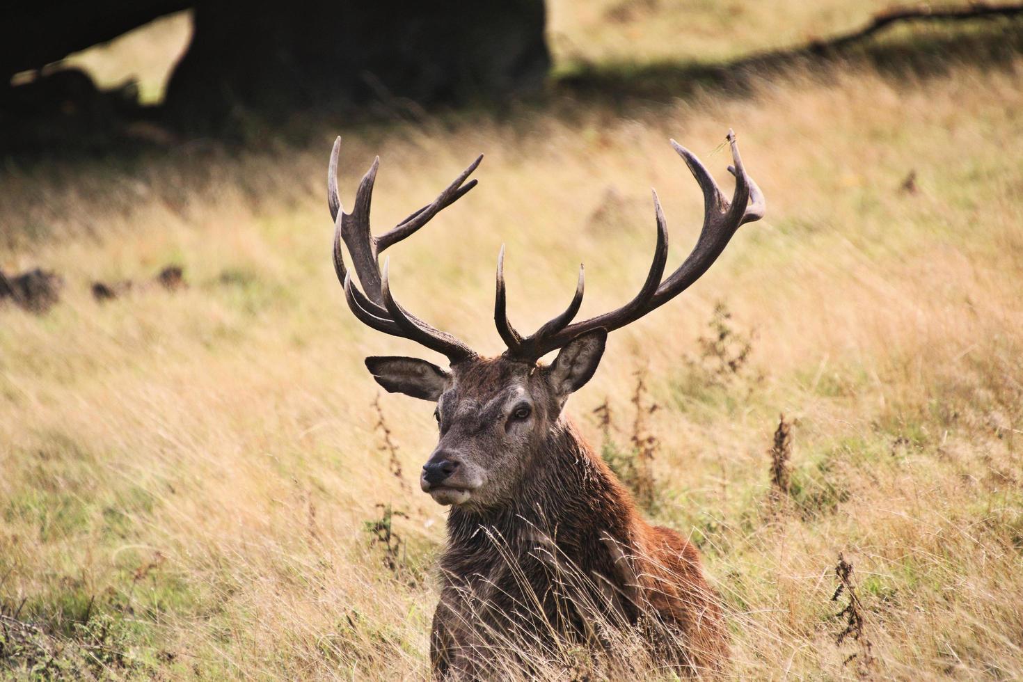 Un gros plan d'un cerf rouge dans la campagne du Cheshire photo