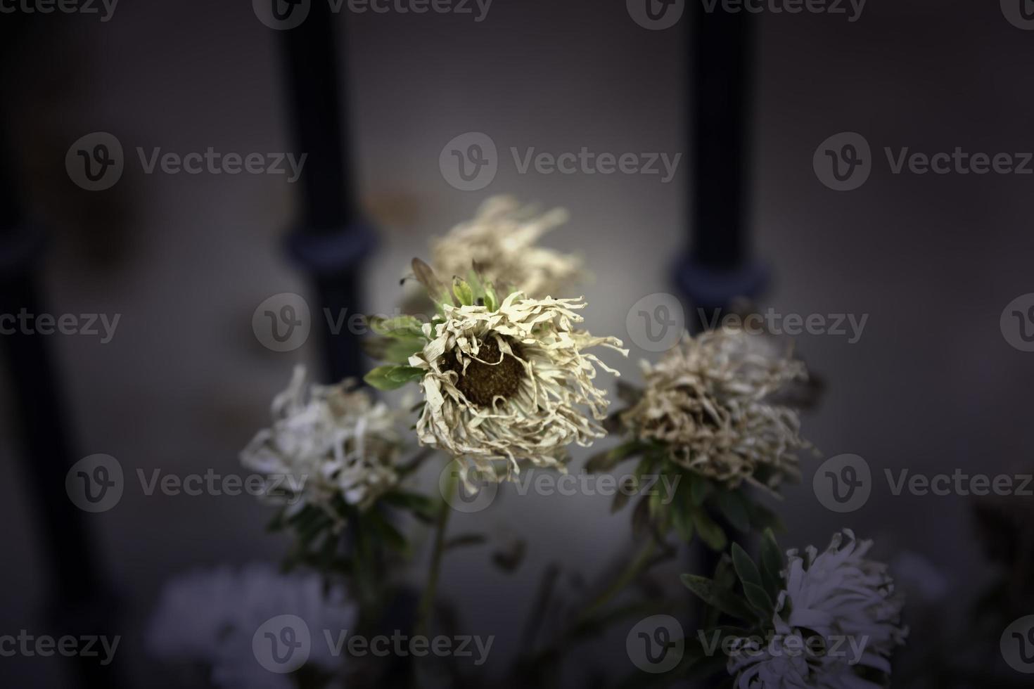 fleurs séchées dans un pot photo