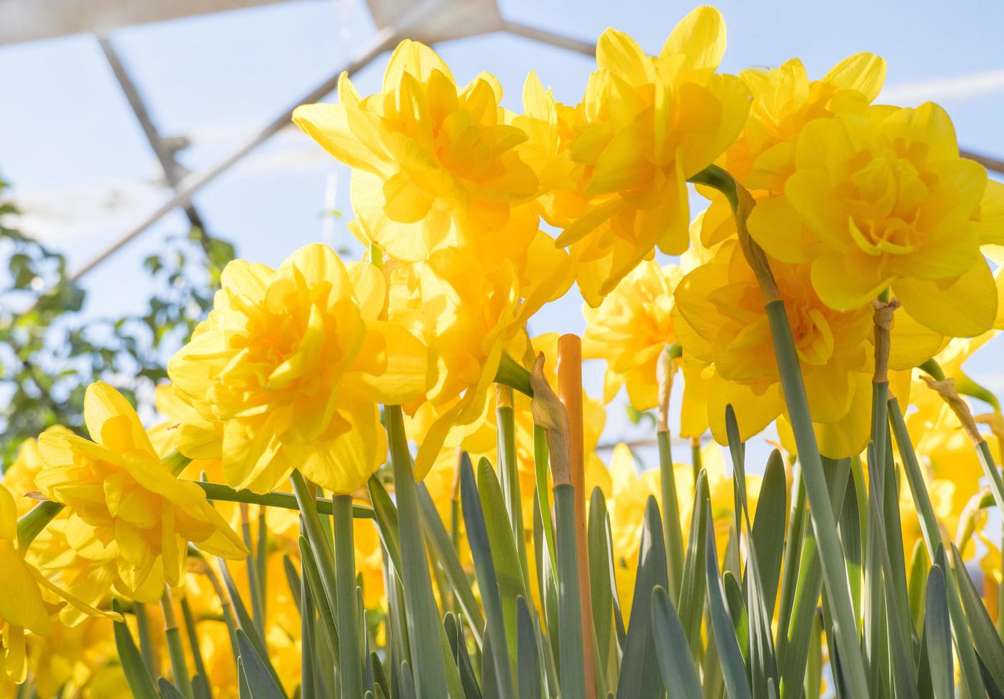 jonquilles jaunes les premières fleurs du printemps sont cultivées dans une serre photo