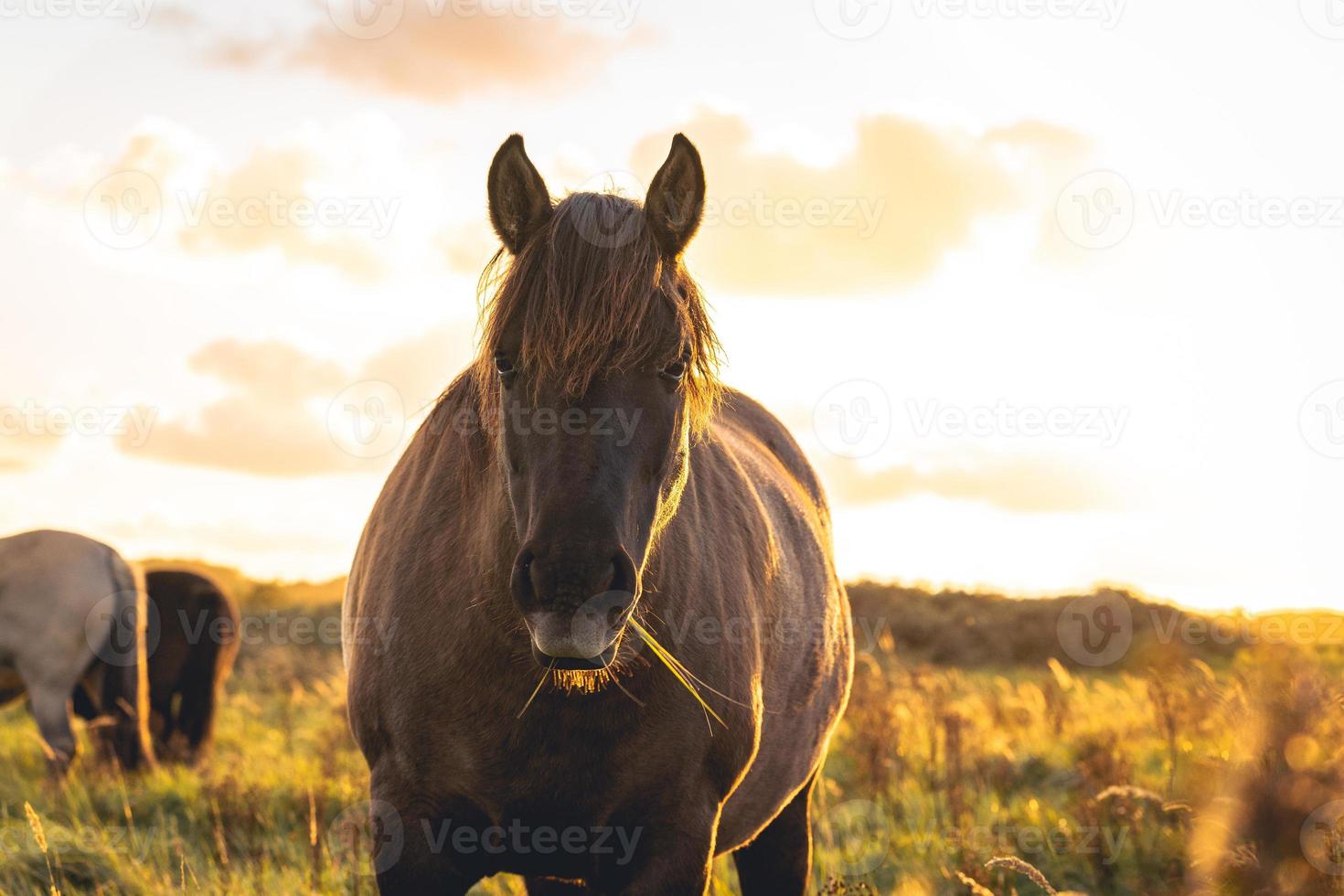 chevaux sauvages dans les champs de wassenaar aux pays-bas. photo