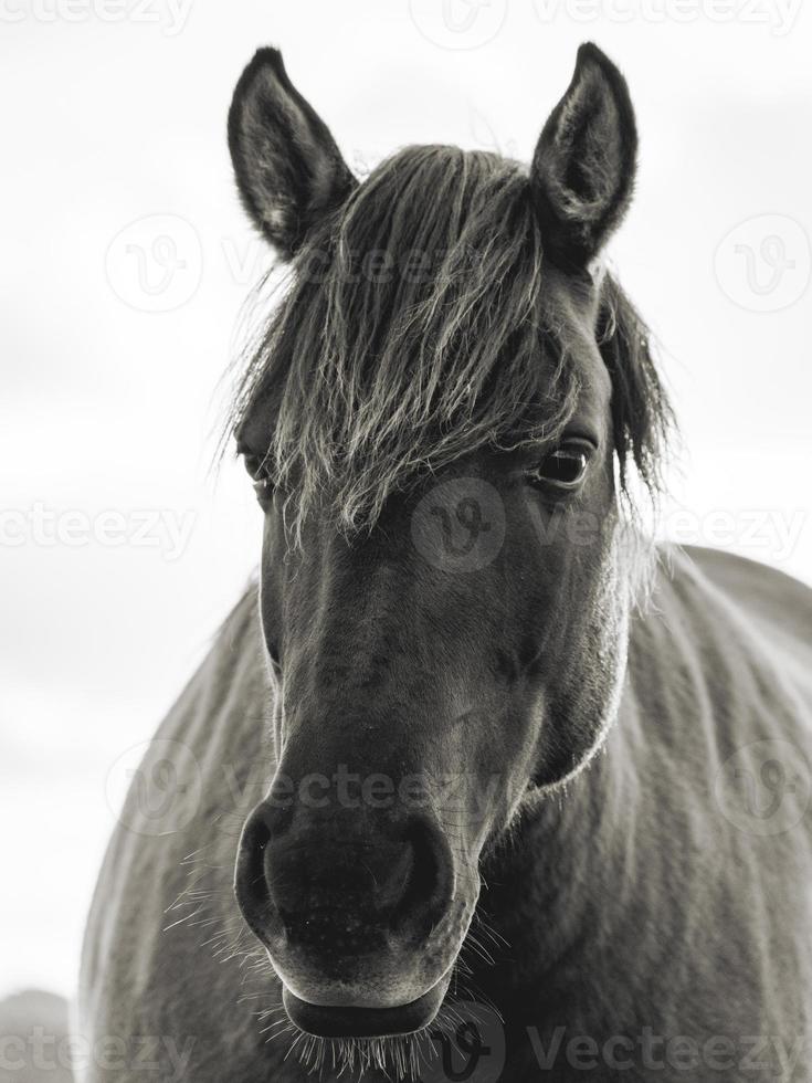 chevaux sauvages dans les champs de wassenaar aux pays-bas. photo