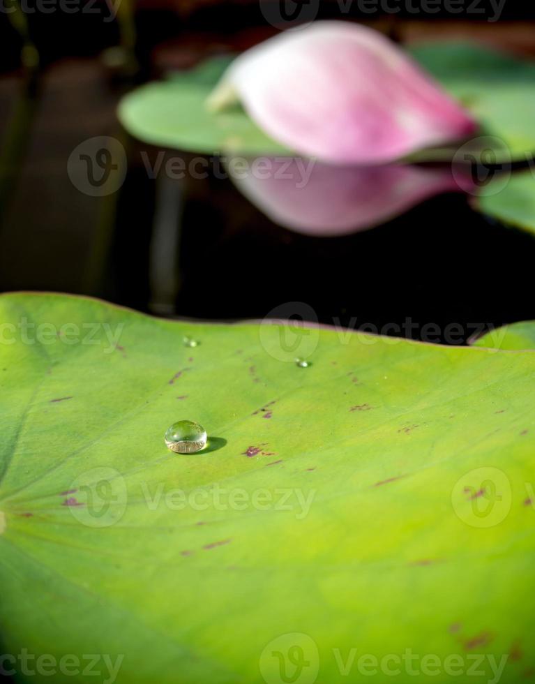 rosée d'eau sur la feuille de lotus photo